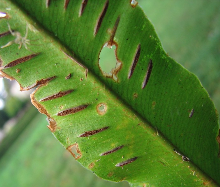 Phyllitis scolopendrium